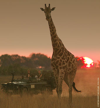 Design your Botswana Safari
